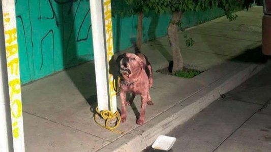 Un pitbull mató a mordiscos a un ladrón que entró a la casa de sus dueños