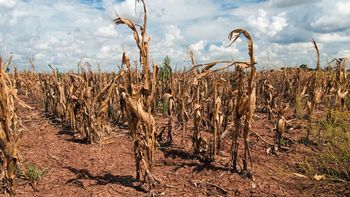 Entre Ríos anunció que reemplazará a la Emergencia Agropecuaria por una póliza de seguros