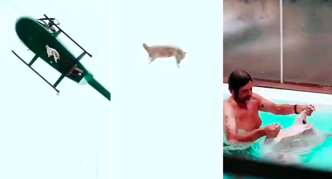 Nuevo video del cordero cayendo del helicóptero: Federico Álvarez Castillo aparece en la pileta