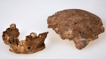 Descubren nueva especie humana que vivió hace 130 mil años