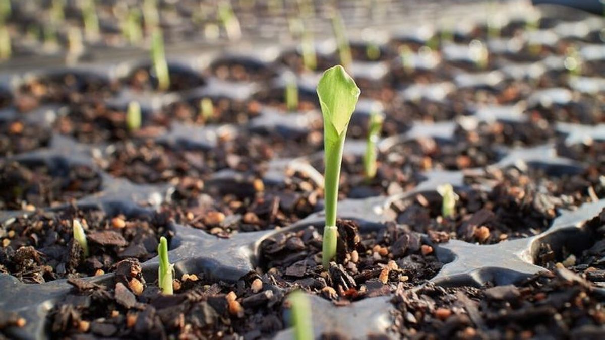Los productos agropecuarios aumentaron un 2,6% en septiembre, mientras que los productos refinados del petróleo avanzaron un 2,2%. (Foto archivo)