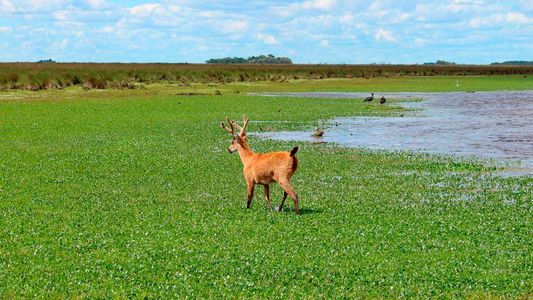 Ciervo de los Pantanos, el Parque Nacional que protege al cérvido más grande de Sudamérica