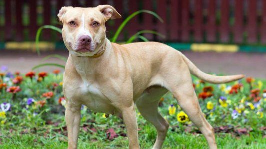 Mujer salió al fondo de su casa y murió atacada por tres perros de una vecina