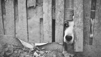 Adoptar a un perro es rescatar dos vidas: la suya y la tuya.