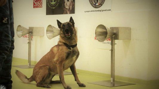 Perros detectores de COVID-19: un amigo fiel que podría cambiar el rumbo de la pandemia