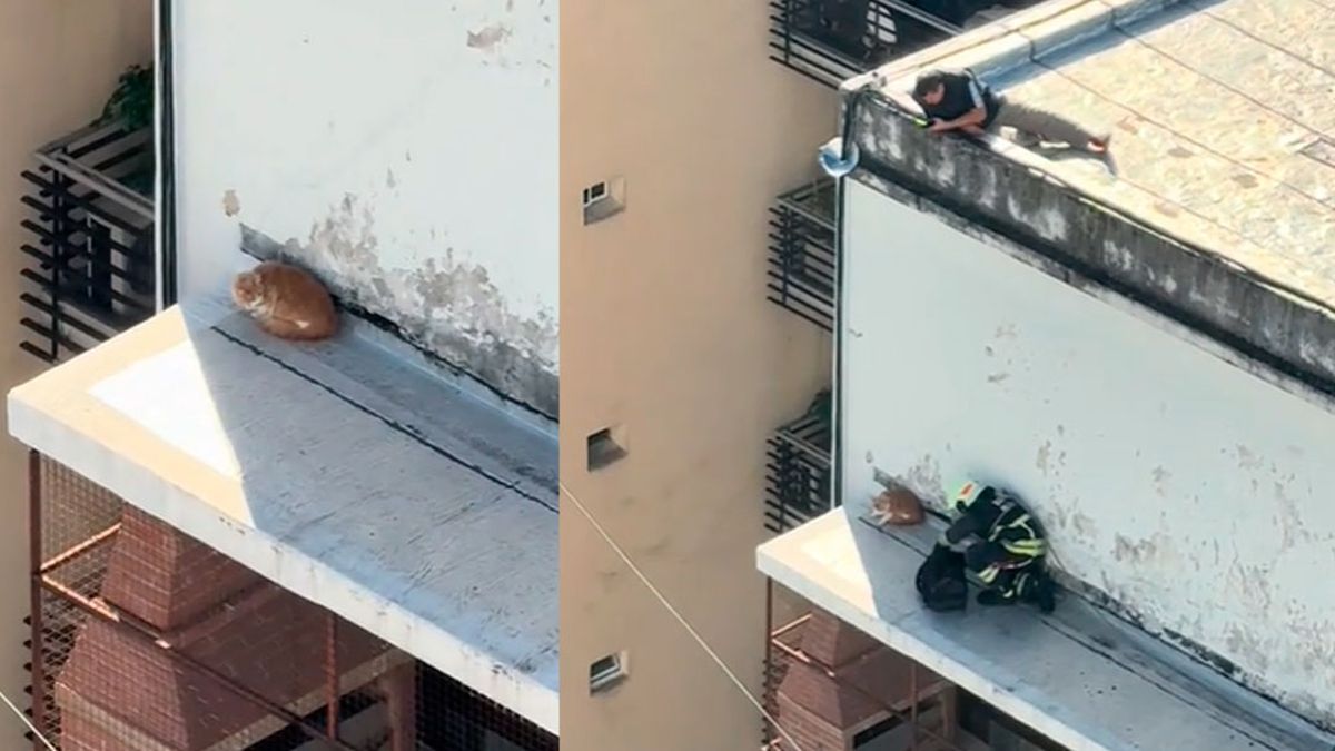 Impactante video del rescate de un gato ¡en la cornisa!
