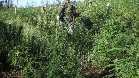 Narcotráfico en Paraguay: política, marihuana y la muerte de una influencer