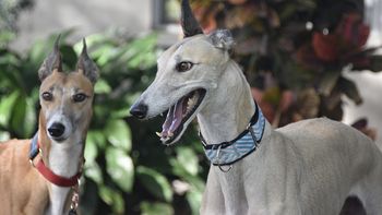 Adoptar galgos: una carrera hacia la vida