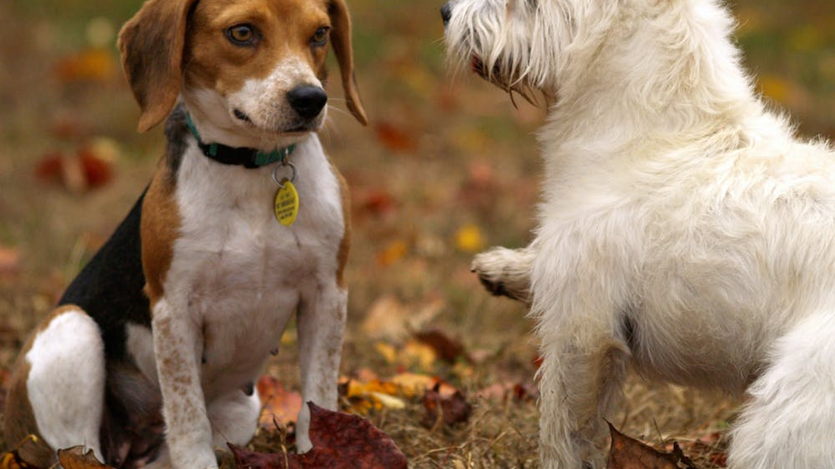 La verdad detrás del LLANTO de los PERROS: ¿por qué lloran? La verdad detrás del LLANTO de los PERROS: ¿por qué lloran?