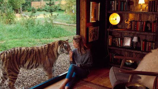 Impresionante: un hotel ofrece dormir en un recinto lleno de tigres