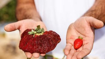 Récord Guinness: un agricultor israelí cultivó la frutilla más grande del mundo