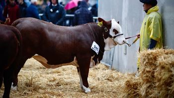Aferrarse a las vacas para sobrevivir a la economía argentina: Las cuatro patas son nuestro dólar, dicen los criadores en Palermo