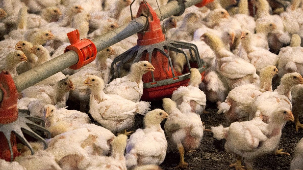 China informó el primer caso de gripe aviar H3N8 en humanos (Foto: AP).