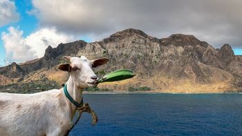 ¿Revancha de la naturaleza? La isla olvidada del Atlántico que renació pese a las cabras