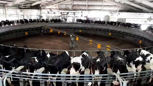 Porqué la producción de leche tuvo el mayor crecimiento interanual en casi dos años