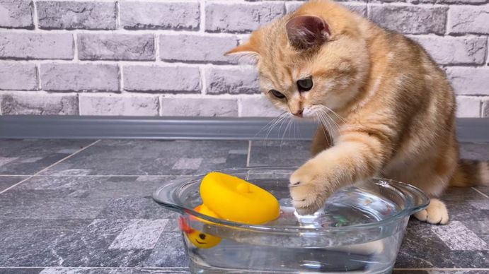 El error que cometen muchos de los que tienen gatos