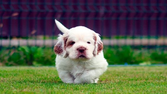 Le puso a su perra el mismo nombre que su sobrina y desató un escándalo familiar