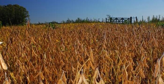 Etapa final para la cosecha de soja de primera y maíz temprano en el centro del área agrícola