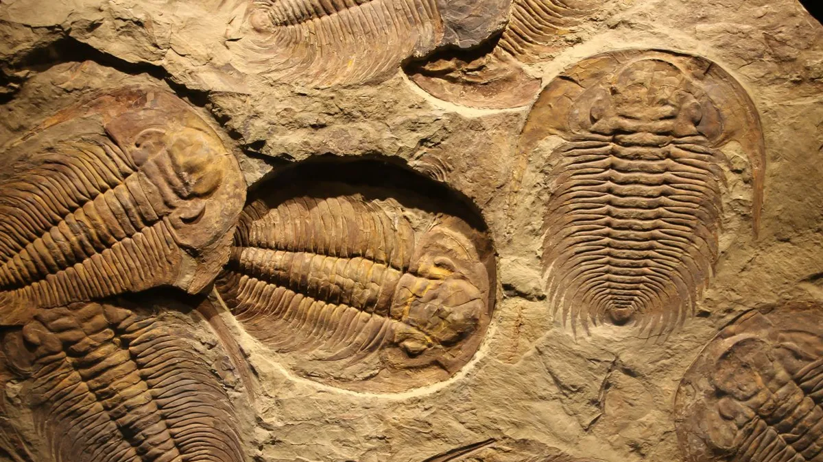 Innovador descubrimiento de hace 400 millones de años que intrigó a los científicos Innovador descubrimiento de hace 400 millones de años que intrigó a los científicos