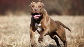 Un hombre fue atacado por un perro y tuvieron que amputarle parte de su brazo izquierdo