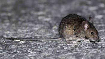 Confirman un caso de hantavirus en Lomas de Zamora