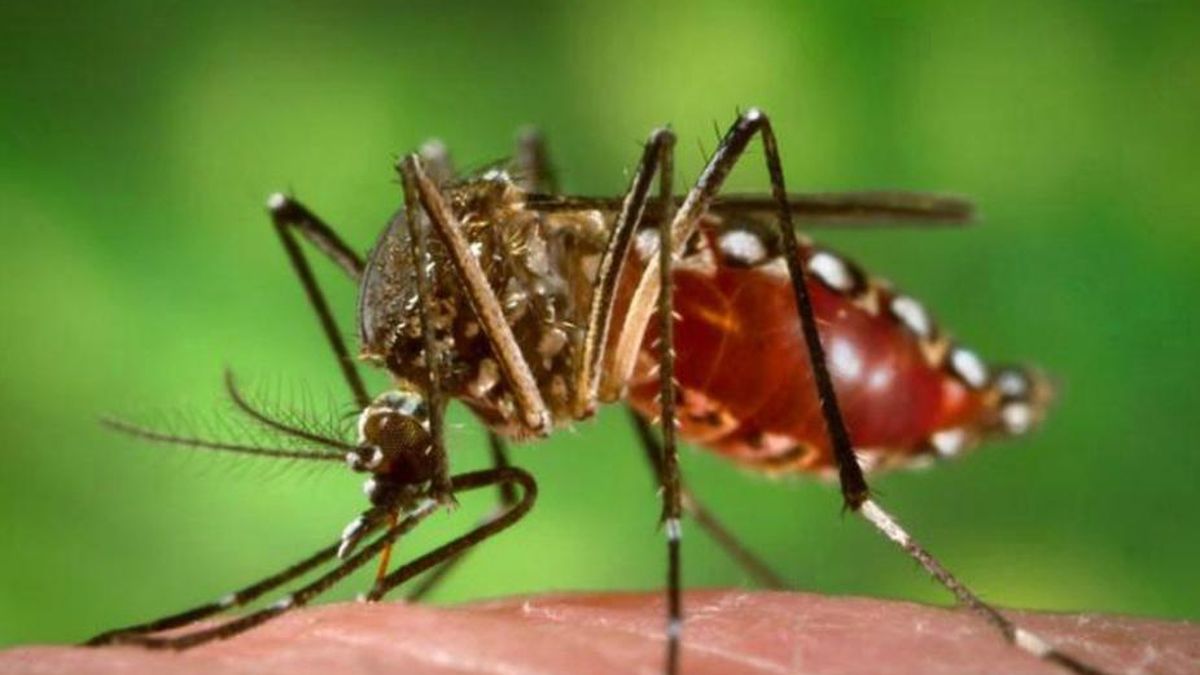 Una enfermedad equina transmitida por un mosquito puedecausar la muerte. (Foto: archivo)