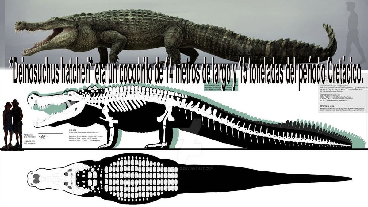 El deinosuchus, el cocodrilo de mayor tamaño que vivió en la Tierra. (Foto: A24.com)