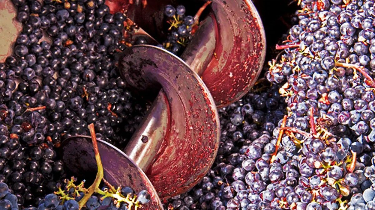 Производство виноградных вин. Гребнеотделение винограда. Дробление винограда. Переработка винограда. Выжимки винограда.