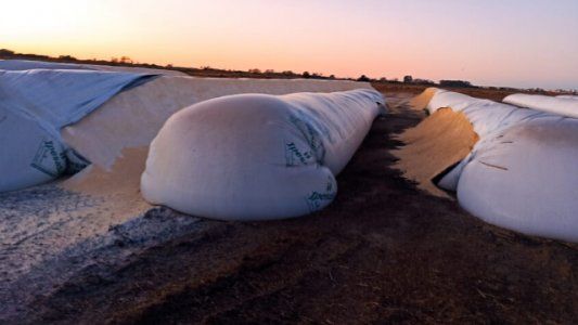 Otra rotura de silobolsas: esta vez lo sufrió un tambo de Córdoba