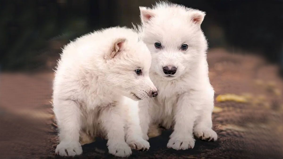 Dos cachorros de Dos cachorros de