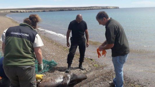 Indignación: tres pescadores mataron a palazos a un lobo marino en Península Valdés