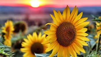 Entusiasmo en la cadena del girasol: esperan un gran salto en la siembra