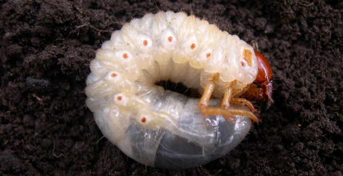 Insectos de suelo: la amenaza de los cultivos de invierno