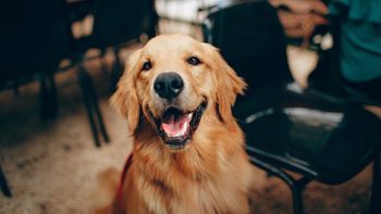 Murió su perro y lo convirtieron en alfombra: Queremos tenerlo para siempre
