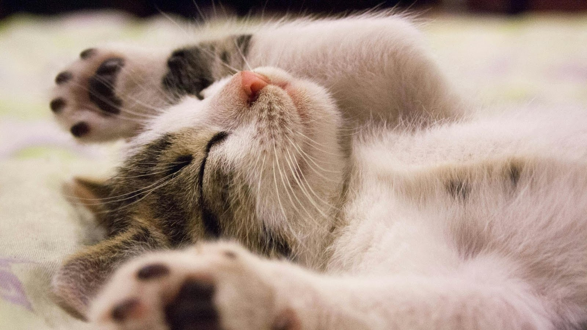 Qu&eacute; significa y qu&eacute; revela que no te gusten los gatos, seg&uacute;n la psicolog&iacute;a