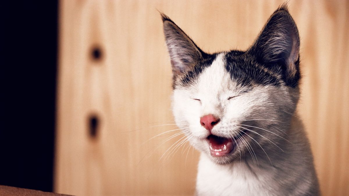 Los compartamientos del humano afectan a los gatos