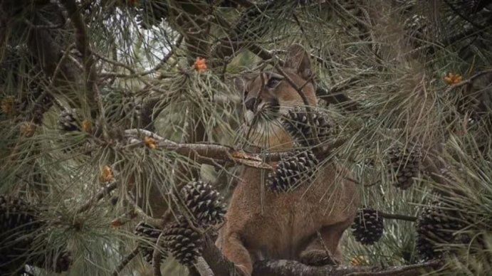 Así atraparon a un puma adulto que se había subido a un árbol en Pinamar
