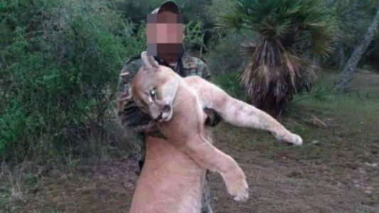 En Corrientes piden enjuiciar a un cazador que mató a un puma, especie en peligro de extinción