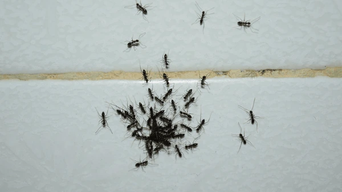 Hormigas coloradas chiquitas en la cocina, ba&ntilde;o y casa: c&oacute;mo matarlas y combatirlas remedios caseros