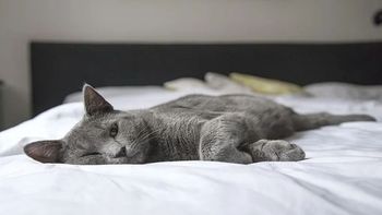 &nbsp; Gato 2.jpg &nbsp; &nbsp; &nbsp; El hombre se percató de que su felino quedo atrapado entre las sábanas y decidió grabar el momento. En cuanto comenzó a filmar su gato Folio empezó a moverse por debajo de las sábanas intentando encontrar la salida, creando un divertido momento.