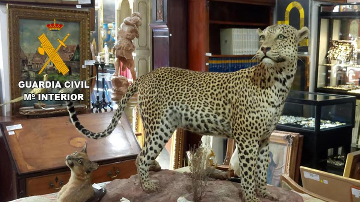 Los integrantes del equipo que trabajó en el museo clandestino en España dieron con unas 70 especies de animales con diversos niveles de protección. Entre ellas, el león, el lince, el oso polar, la jirafa, la pantera de las nieves o el rinoceronte negro