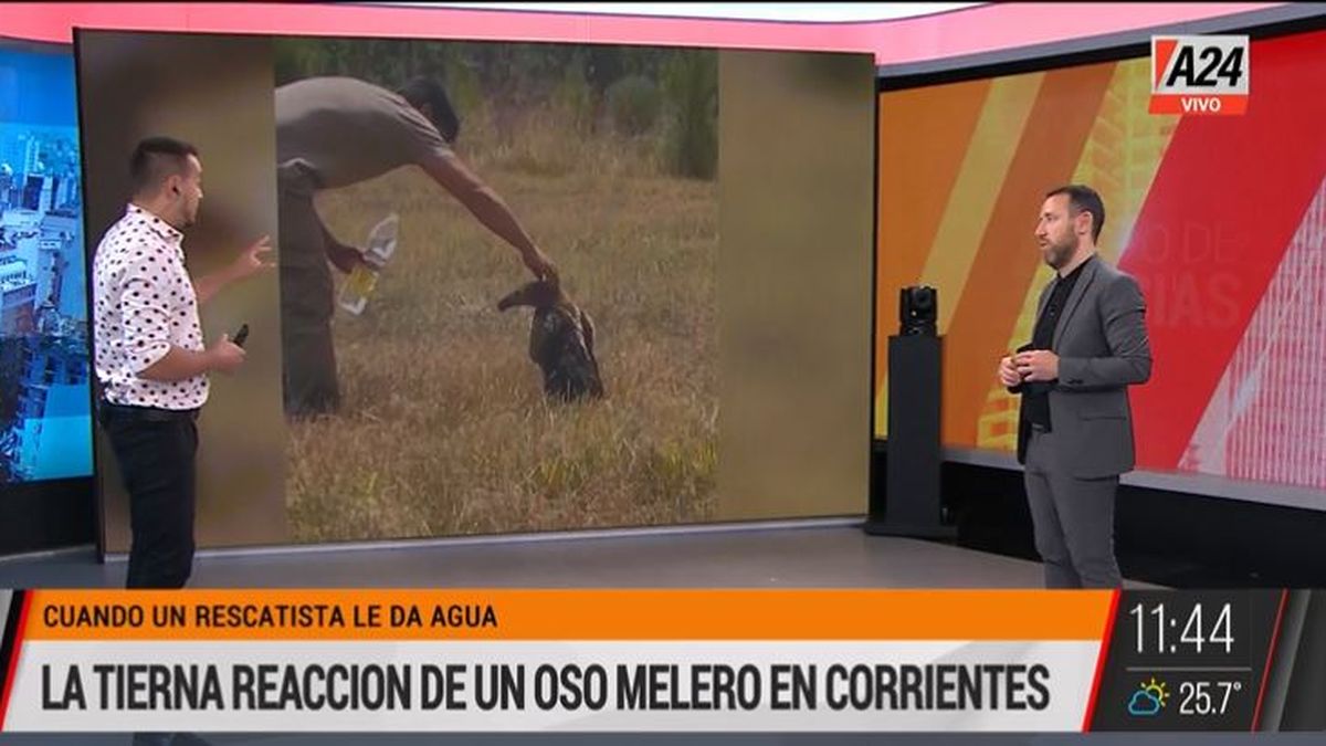 Incendios en Corrientes: la tierna reacción de un oso melero. (Captura de Tv)