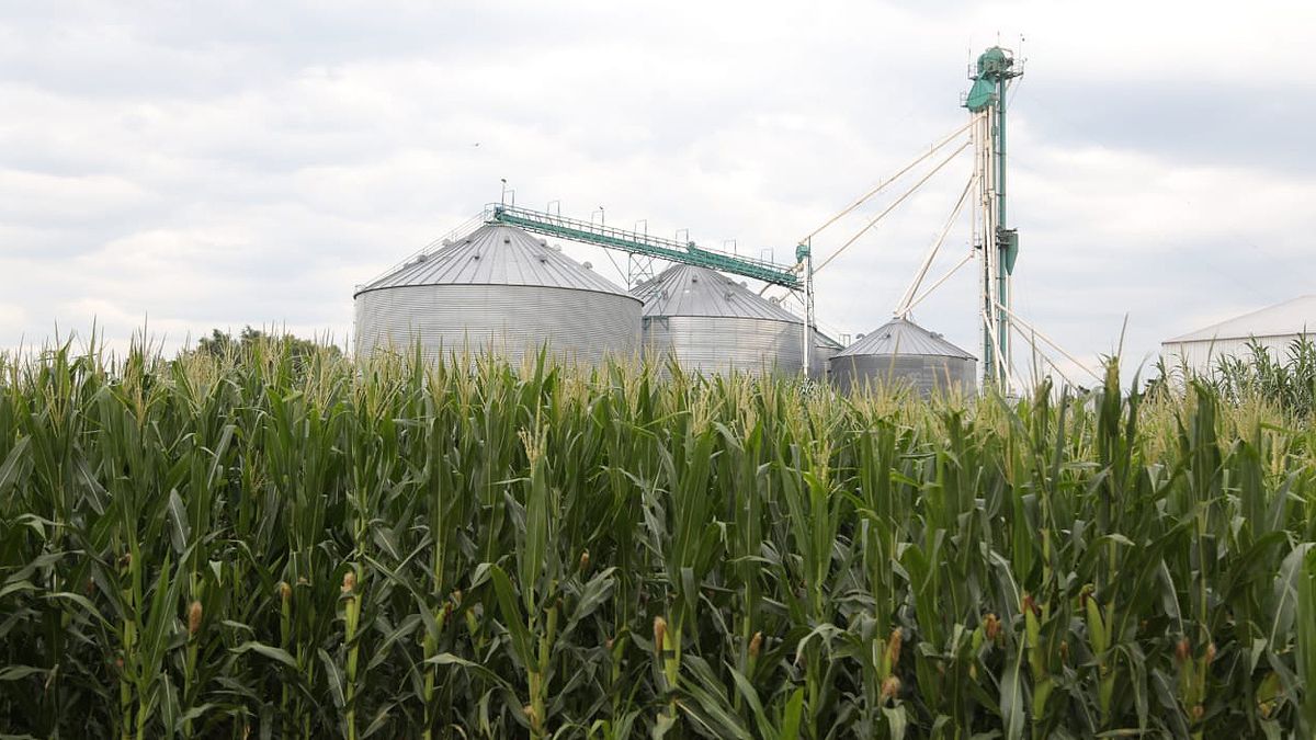 El maíz para biocombustibles aumentó su uso a comparación del año pasado. 
