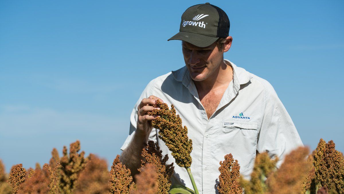 En Advanta probaron nuevas alternativas para un sorgo de gran potencial