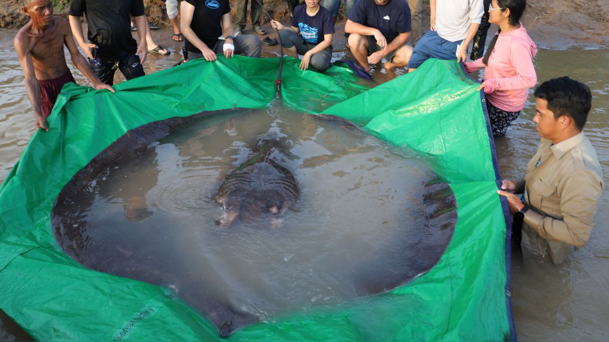 Camboya: capturaron al pez de agua dulce más grande del mundo