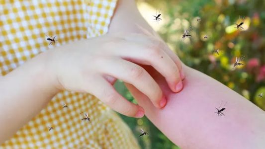 Mosquitos invasión en CABA y Buenos Aires: riesgos que pueden causar a tu salud