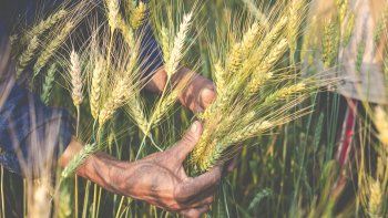El trigo, si no es en campo propio, podría ir a pérdida: la paradoja del cultivo en pleno arranque de la campaña