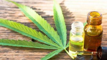 Aceite de cannabis, ¿Cuáles son sus propiedades?