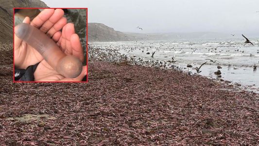 Invasión de peces pene en una playa Argentina: cómo se consume y cuál es su efecto afrodisiaco