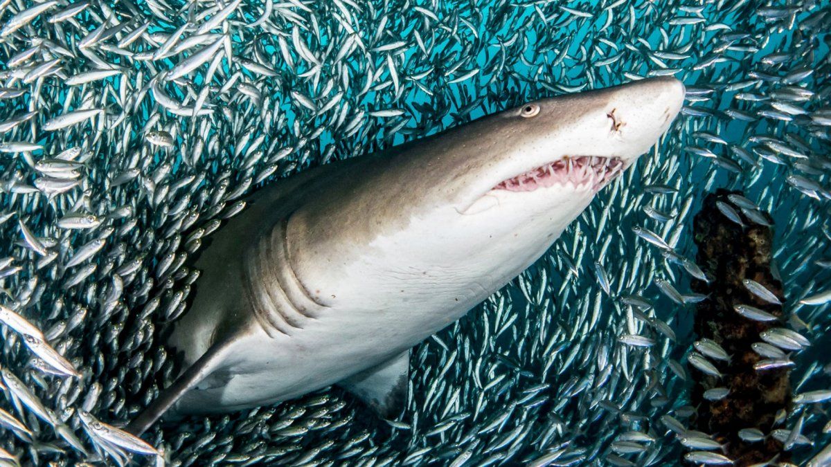 Murió un joven de 18 años atacado por un tiburón en el nordeste de Brasil